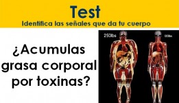 El sistema de flujo humano para expulsar como sea, las homotoxinas del cuerpo